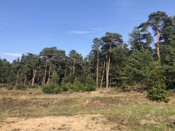 Trees in forest against sky