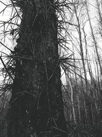 Low angle view of bare tree against sky