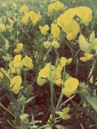 Close-up of yellow flowers blooming in field