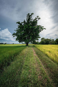 Scenic view of agricultural field against sky