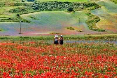 grassland