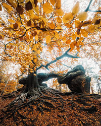 Low angle view of trees during autumn