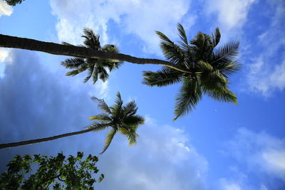 Low angle view of palm tree against sky