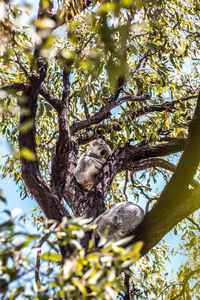 Low angle view of koalas on tree