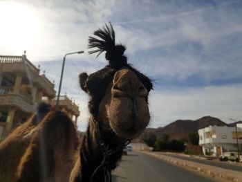 Camel in city against sky