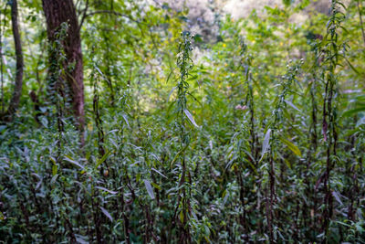 Close-up of pine trees in forest