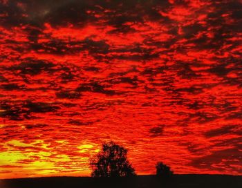 Silhouette of trees at sunset