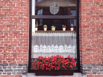 Red flowers on brick wall