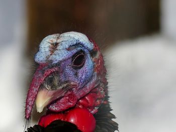 Close-up of a wild turkey 