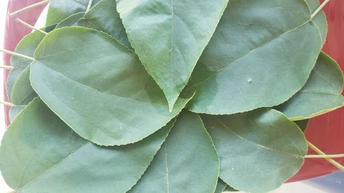 Full frame shot of leaves