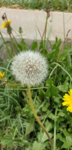 Close-up of dandelion flower on field