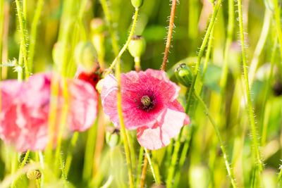 Close-up of pink flower on field