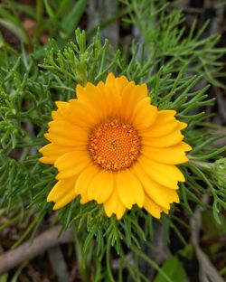 Close-up of sunflower blooming on field