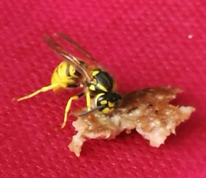 Extreme close up of fly