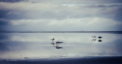 Birds flying against sky