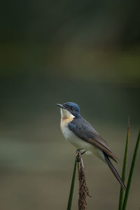 Close-up of bird perching on twig