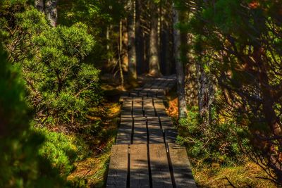 Footpath amidst trees in forest