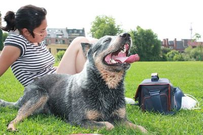 Dog sitting on grassy field