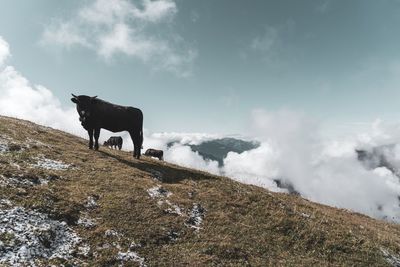 View of a horse on landscape