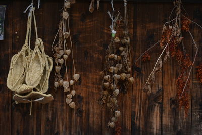 Close-up of hanging dried plants