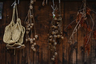 Close-up of hanging dried plants