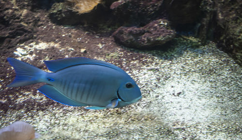 Fish swimming in sea