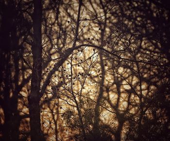 Low angle view of trees in forest against sky