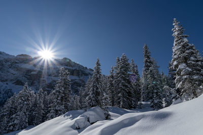 Snow covered trees against sky