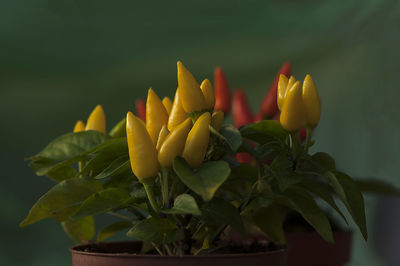 Close-up on a chili pepper plant in a pot