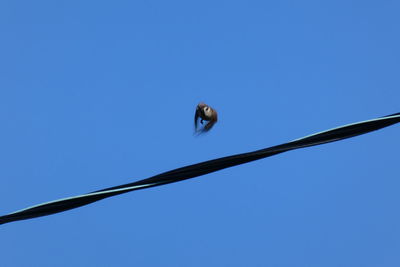 Low angle view of bird on cable against clear blue sky