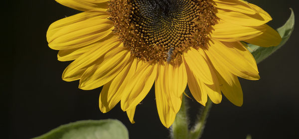 Close-up of sunflower