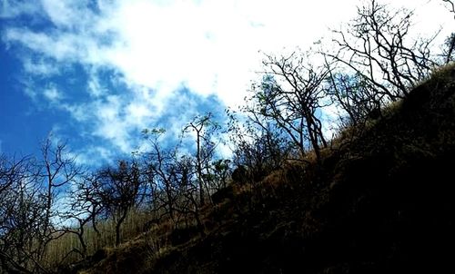 Low angle view of bare trees against sky