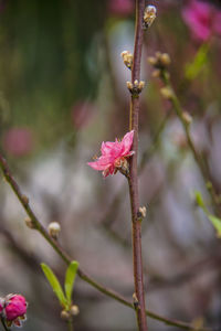 Close-up of pink flowering plant