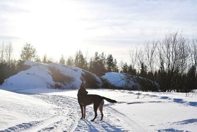 Horse on snow against sky