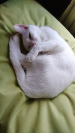 High angle view of cat sleeping on bed