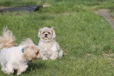 Puppy on grassy field