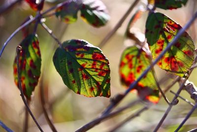 Close-up of berries growing on plant