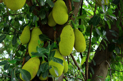 Close-up of fresh green leaves