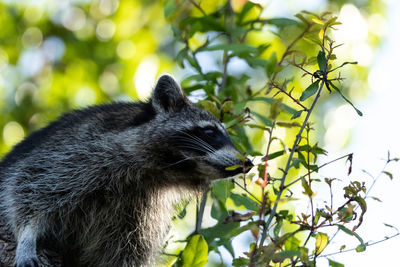 Young raccoon procyon lotor marinus forages for food in naples florida among the forest.