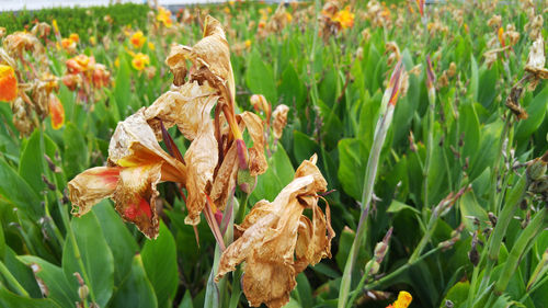 Close-up of wilted flower on field