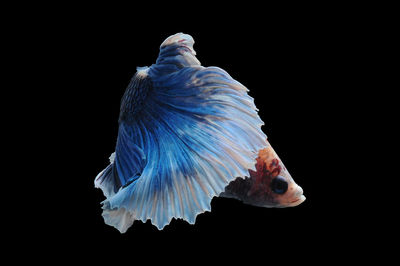 Close-up of fish in water against black background