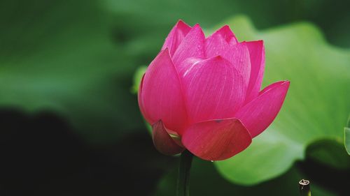 Close-up of pink flowers