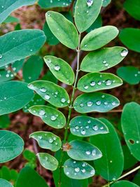 Close-up of water drops on plant leaves