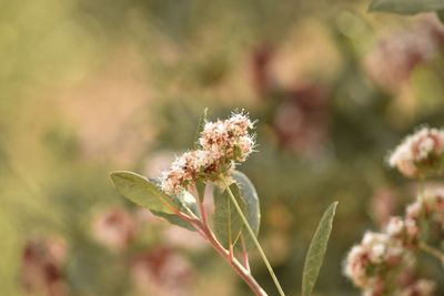 Close-up of flower against blurred background