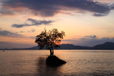 Silhouette tree by sea against sky during sunset