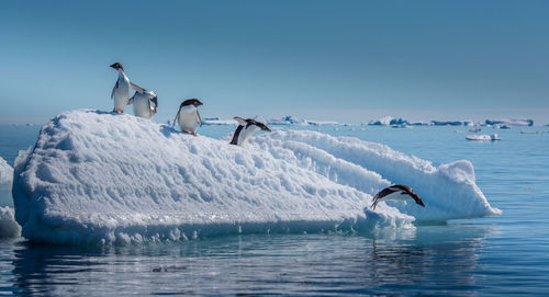 Swans swimming in sea against clear sky