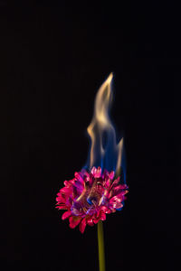 Close-up of flower against black background