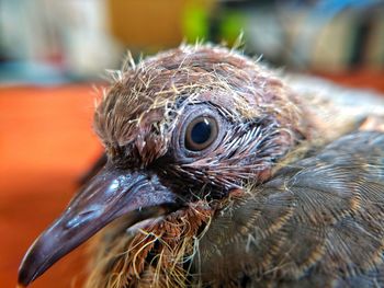 Close-up of a bird