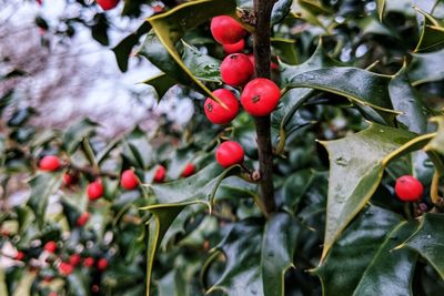 Close-up of red berries growing on tree