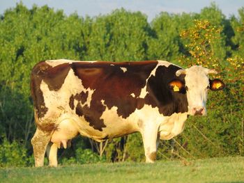 Cow standing in field